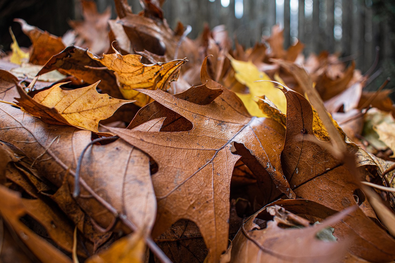 landscaping dumpster rentals